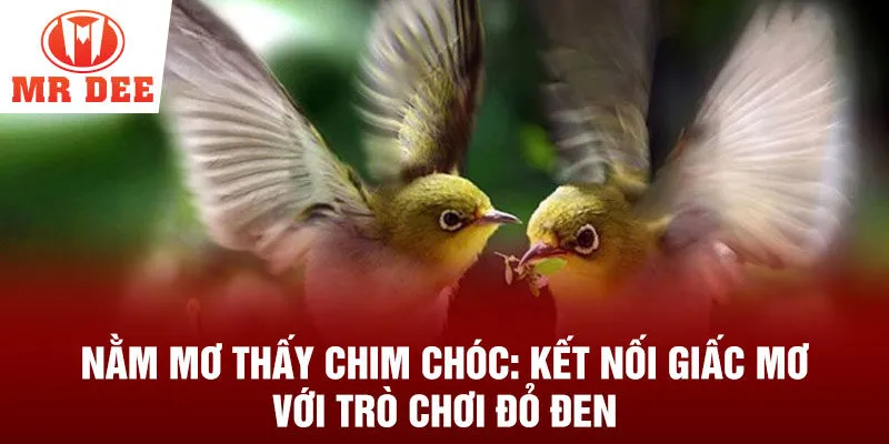 Nằm mơ thấy chim chóc: kết nối giấc mơ với trò chơi đỏ đen